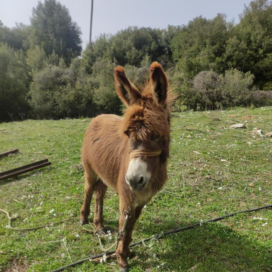 קלבריטה Oneiropagidasuites מראה חיצוני תמונה